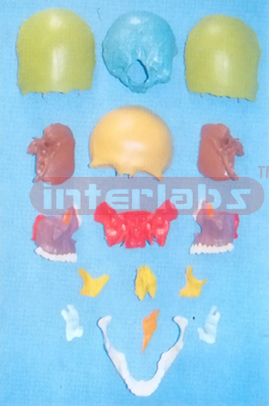 DISARTICULATED SKULL WITH 16 PARTS